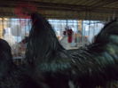 DSCN0154