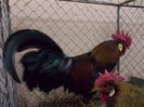 DSCN0186