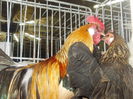 DSCN0207