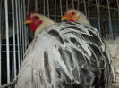 DSCN0226
