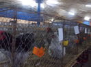 DSCN0310