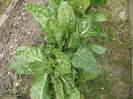 swiss chard silver