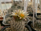 turbinicarpus_horripilus