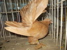DSCN0366