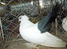 DSCN0384