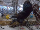 DSCN0406