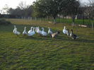 SAM_0897