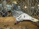 DSCN0424