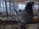 DSCN0429