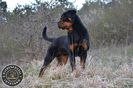 Mascul Rottweiler