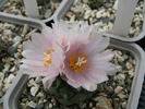 turbinicarpus_lophophoroides