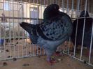 DSCN0529
