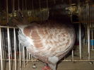 DSCN0536