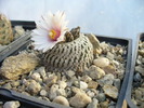 turbinicarpus_pseudopectinatus_Tepozan