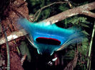 Paradisaea rudolphi