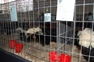 expo_pasari_de_rasa_nationala_breaza_ian_2010_ (171)