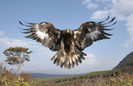 vulturul Ashol Pan (Aquila chrysaetos)