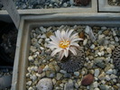 turbinicarpus_pseudopectinatus_Galeana