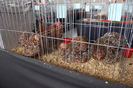expo_pasari_de_rasa_nationala_breaza_ian_2010_ (184)