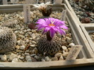 turbinicarpus_pseudopectinatus_v.rubriflorus_2