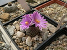 turbinicarpus_valdezianus_Saltillo