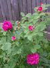 20140609_150333