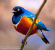 Lamprotornis superbus
