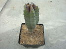 Lophocereus schottii (Engelm.) Britton & Rose 1909.