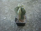 Lophocereus schottii (Engelm.) Britton & Rose 1909.