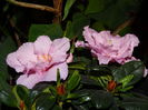 DSC09024