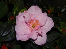 DSC09016