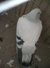DSCF3922