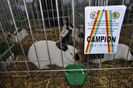 Femela mea campioana