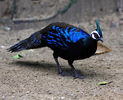 Polyplectron napoleonis