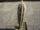 Pilosocereus leucocephalus (Poselg) Byles & G.D.1957.