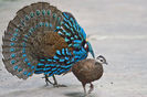 Polyplectron napoleonis