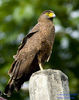 Spilornis holospilus