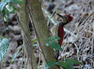 Chrysocolaptes haematribon