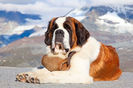 273_chien_de_race_saint_bernard_montagne__066052800_1136_06022014