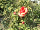 DSC05004