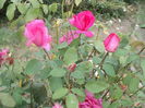 DSC05180