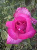 CAM00332