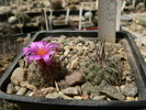 turbinicarpus_gracilis_SB 273