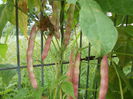 DSCN4155