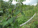 DSCN4163