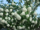 Viburnum opulus    L. 1753.