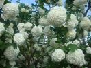 Viburnum opulus   L. 1753.