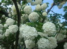 Viburnum opulus  L. 1753.