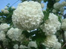 Viburnum opulus L. 1753.