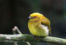 Xenopipo flavicapilla